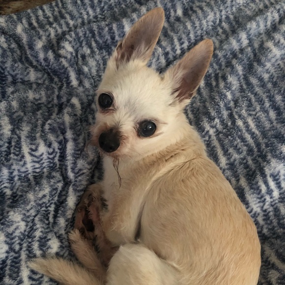 Meet your Posher, Sarah - Picture 1 of 1